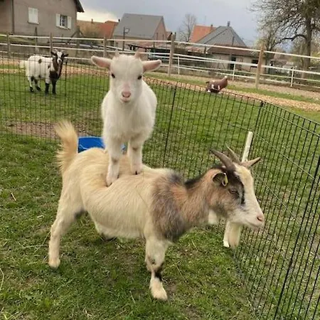 Nouveau ! Gite 4 Personnes Dans Une Ferme Equestre Σπίτι διακοπών